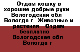 Отдам кошку в хорошие добрые руки - Вологодская обл., Вологда г. Животные и растения » Отдам бесплатно   . Вологодская обл.,Вологда г.